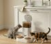 best automatic cat feeder for multiple cats