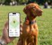 best gps tracker for dogs
