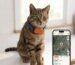 best cat collar with GPS tracker