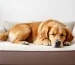 best dog bed for large breeds